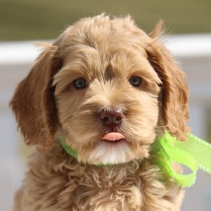 Caramel Labradoodle Puppy