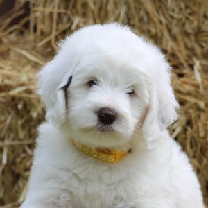 Cream Labradoodle Puppy