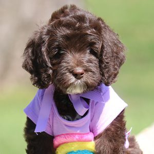 Dog In Rainbow Shirt