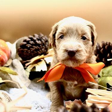 puppy wearing orange ribbon and sitting next to autumn leaves and pinecones