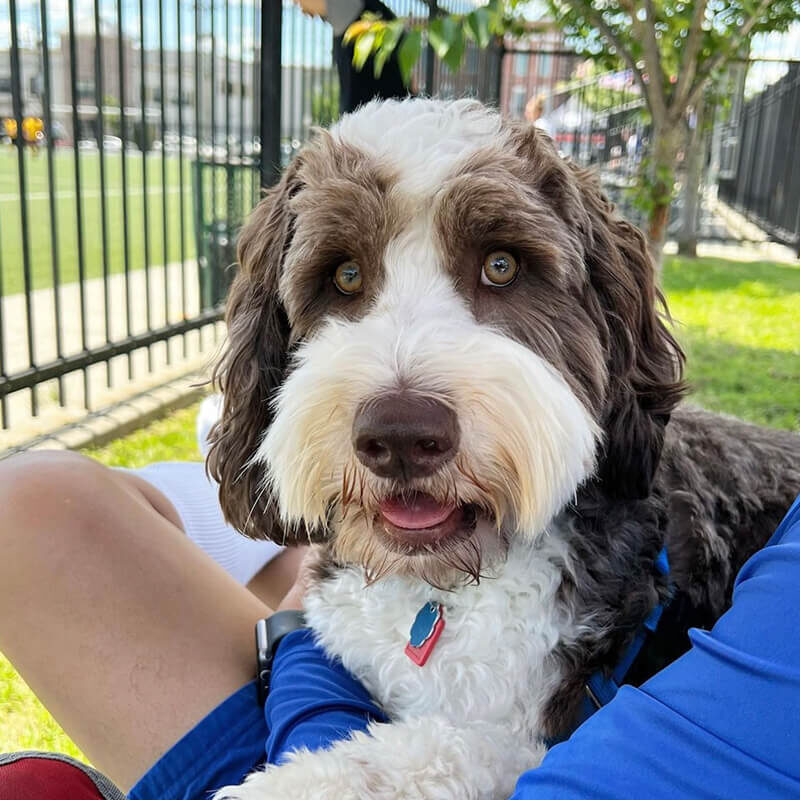 brown and white labradoodle sitting in owners lap