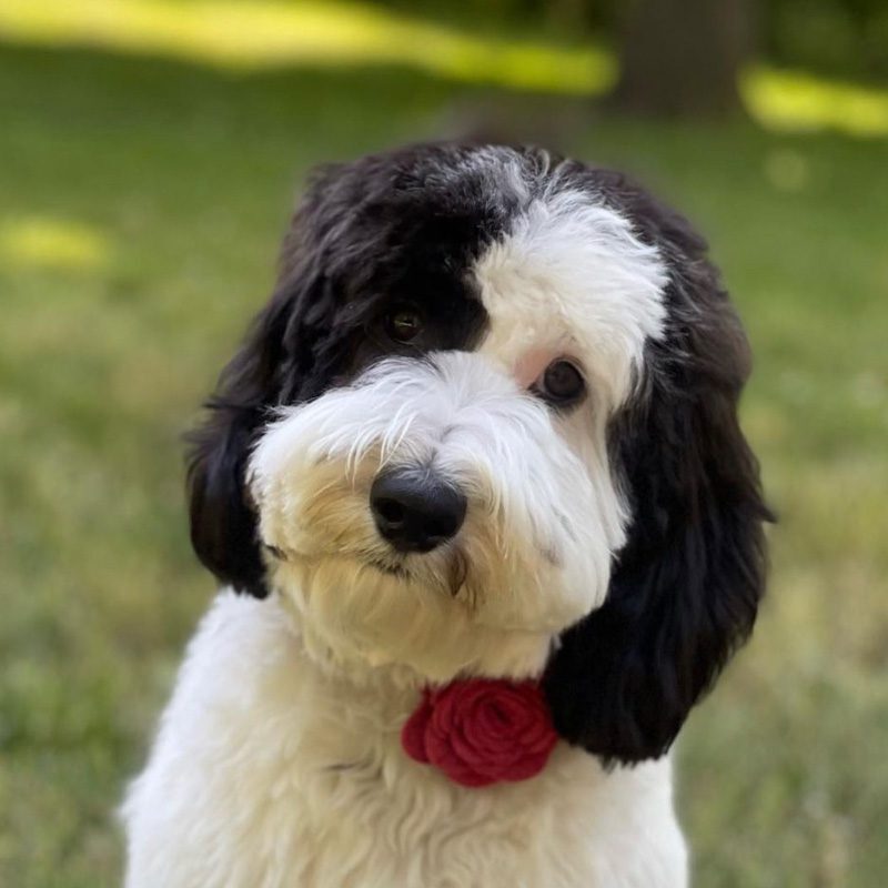 black and white Australian Labradoodle with rose collar tilting head at camera