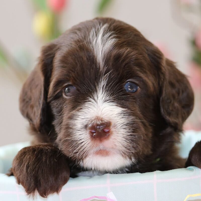 blue eyed labradoodle puppy