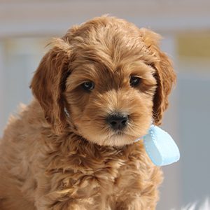 Pup With Blue Bow Sm
