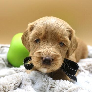 puppy with black ribbon sitting next to a green apple on fluffy grey blanket