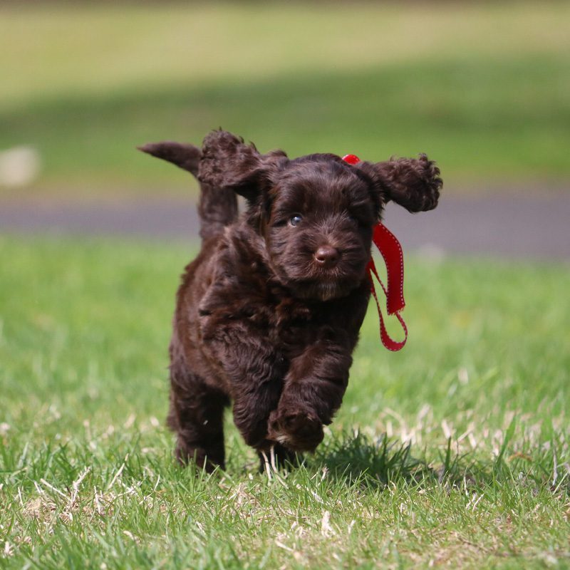 labradoodle puppy training