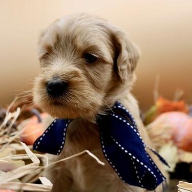 puppy wearing navy ribbon and sitting with autumn decorations and pumpkins