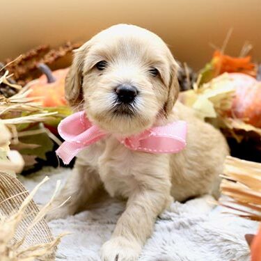 puppy wearing pink ribbon and sitting next to autumn decorations and pumpkins