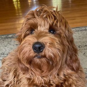 Red Adult Labradoodle