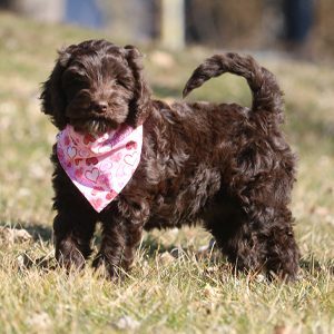 Small Labradoodle With Bandana Standing In Grass