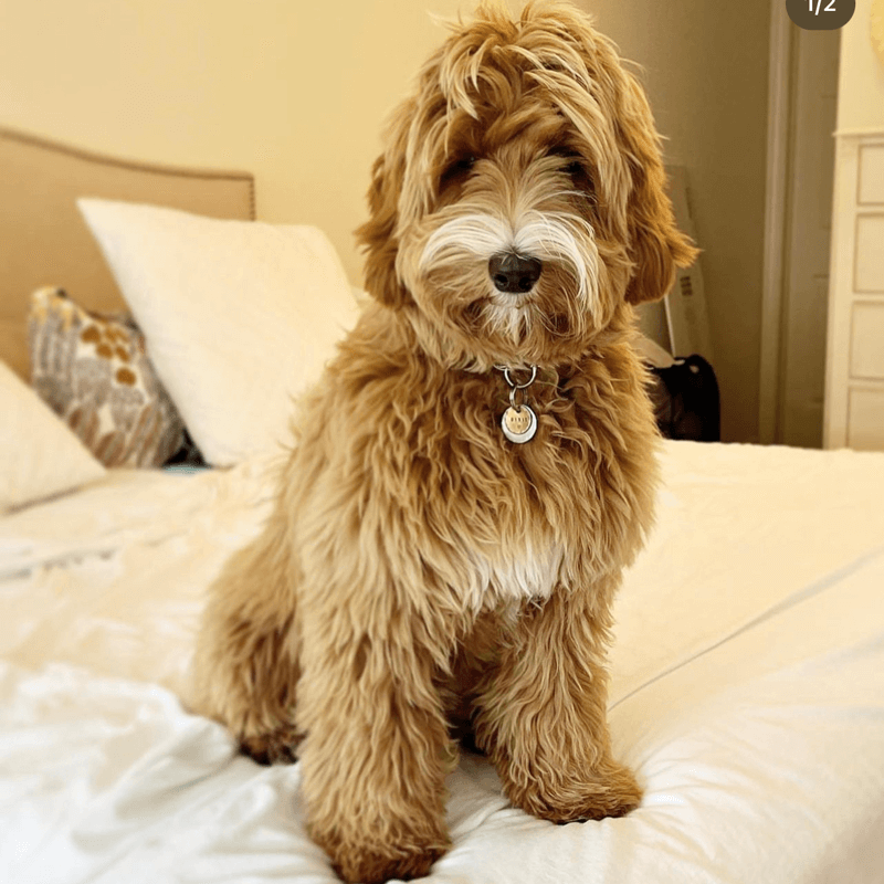 dog from labradoodle breeding