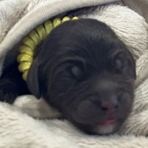 Yellow Collar Puppy